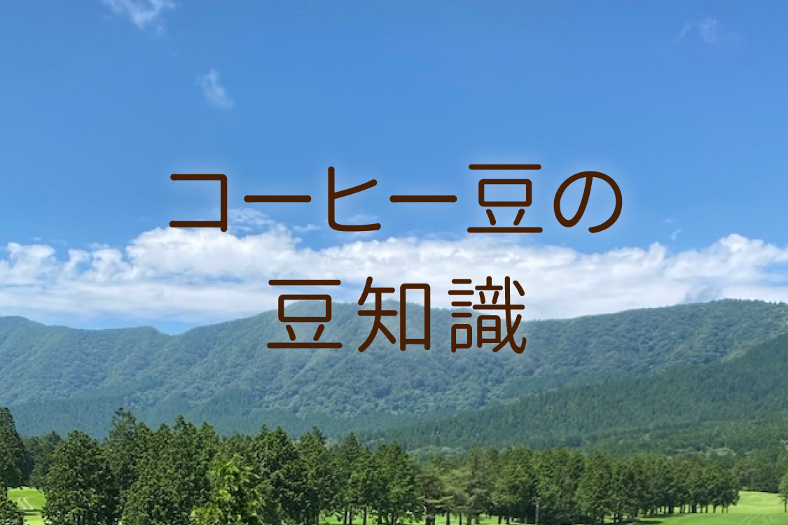 コーヒー豆の豆知識